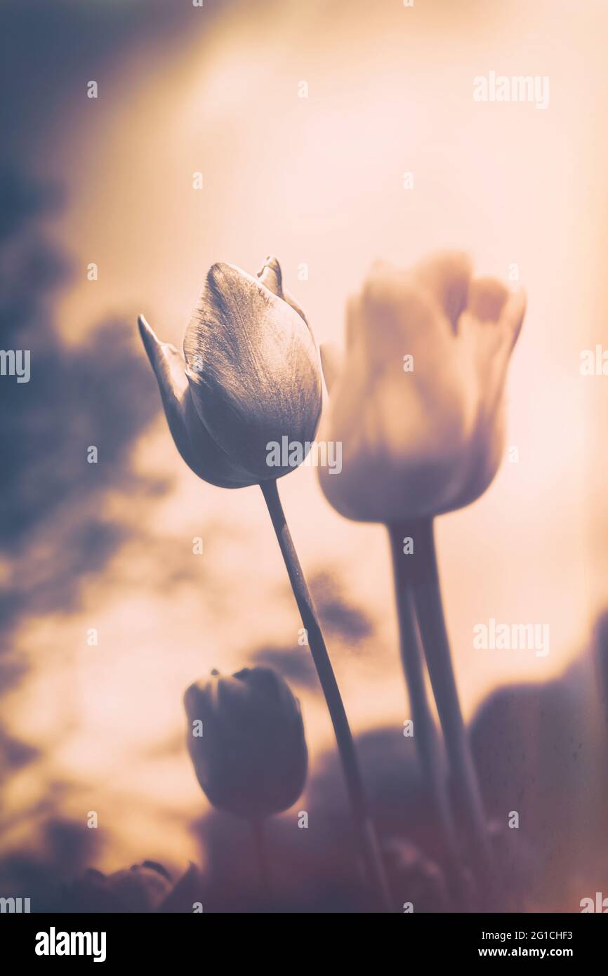 Atmosphärisches, surreales Meer von ​​flowers aus Tulpen als emotionale Dekoration im Jenseits - Trauer und Tod - ein Hauch von Emotion und Gedanke Stockfoto