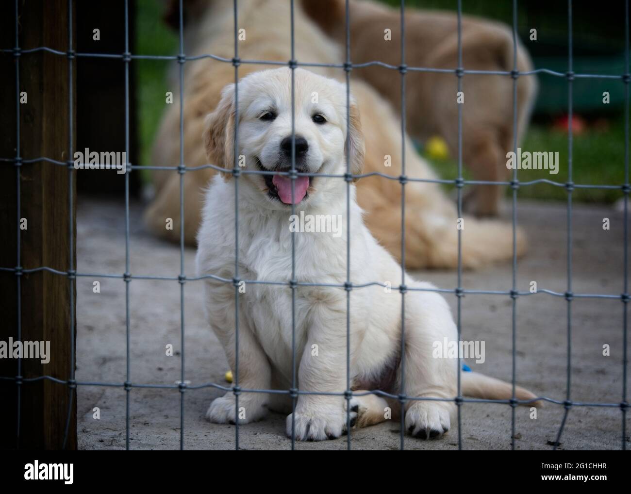 Golden Retriever Welpen hinter einem Gitterzaun in einem Hund laufen. Stockfoto