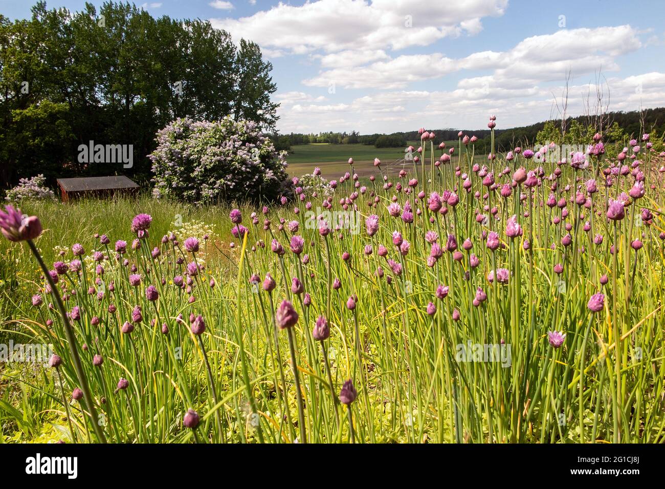 Lila Blühende Schnittlauch wachsen in freier Wildbahn Stockfoto