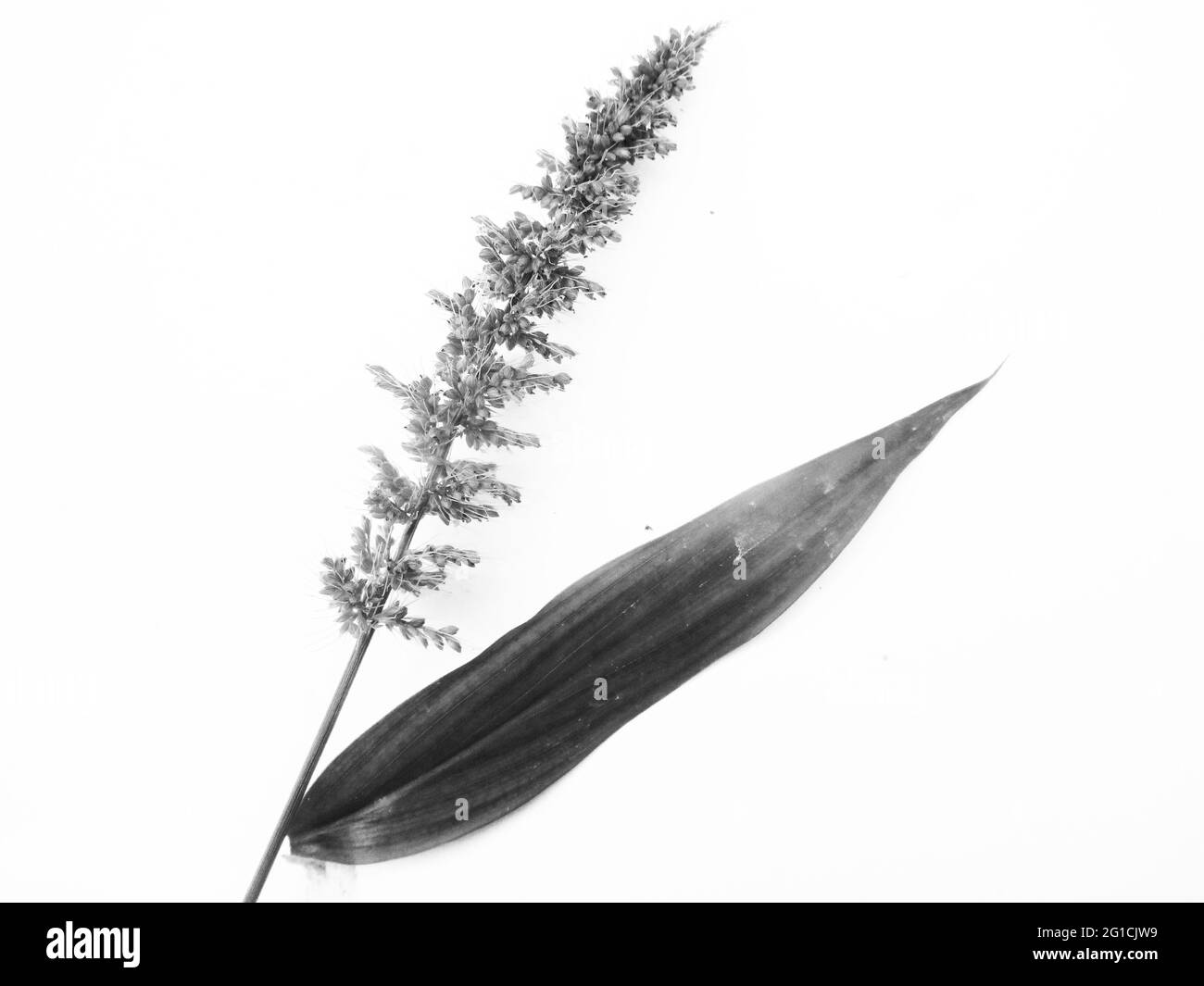 Blätter, Laub, Schwarz-Weiß-Natur Stockfoto