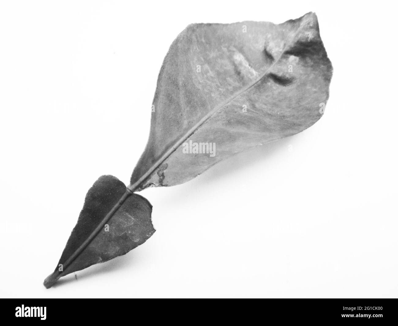 Blätter, Laub, Schwarz-Weiß-Natur Stockfoto