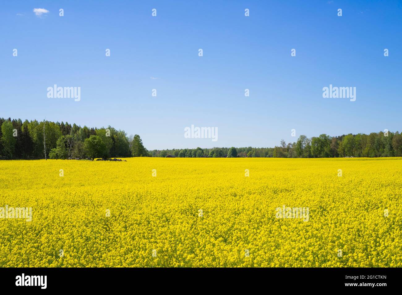 Rapsfeld in Schweden. Schöne gelbe Blumen auf dem Feld. Schöner blauer Himmel am Sommertag. Farbenfrohes, fröhliches Bild. Stockfoto