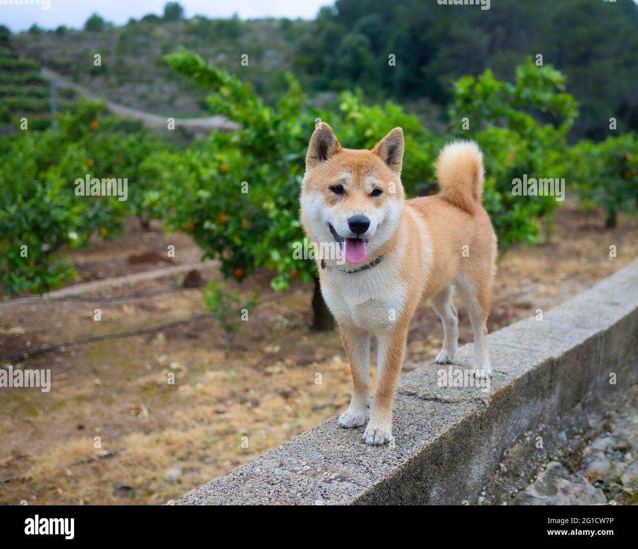 Shiba Inu Welpe sieht aus wie ein kleiner Fuchs Stockfoto