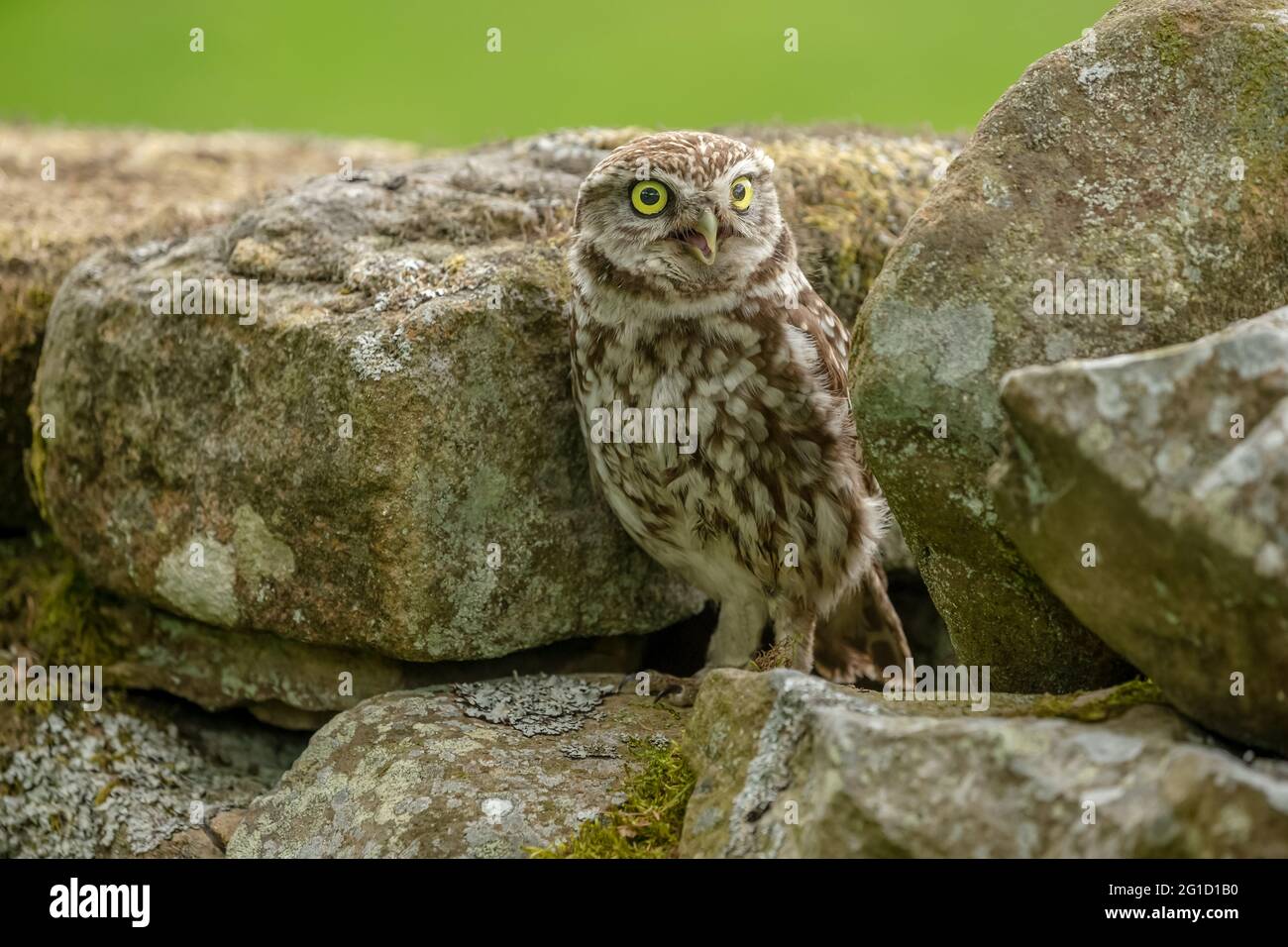 Die kleine Eule thronte auf einer trockenen Steinmauer und sah mit offenem Schnabel nach vorne. Wissenschaftlicher Name: Athene noctua. Sauberer, grüner Hintergrund. Horizontal. Spa Stockfoto