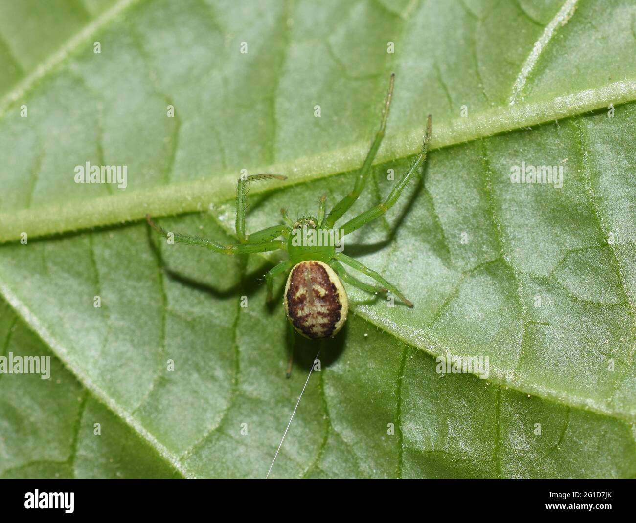 Grüne Krabbenspinne Diaea dorsata auf einem grünen Blatt Stockfoto