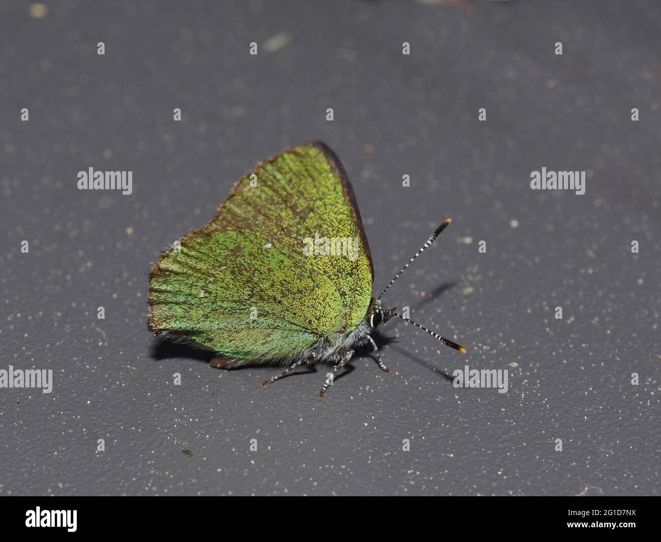 Grüner Haarstreifen Schmetterling Callophrys rubi auf dunklem Hintergrund Stockfoto