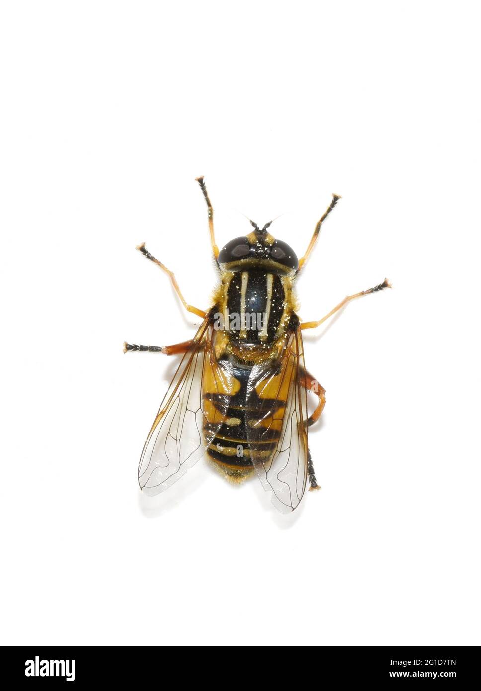 Die Footballer Hoverfly Heliophilus pendulus isoliert auf weißem Hintergrund Stockfoto