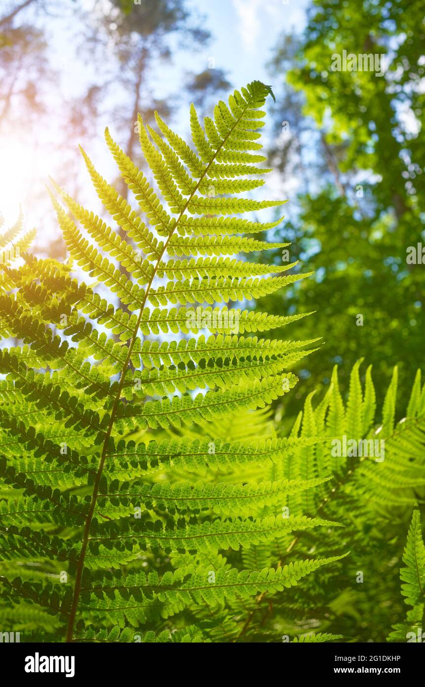 Nahaufnahme des Farns gegen die Sonne, selektiver Fokus. Stockfoto