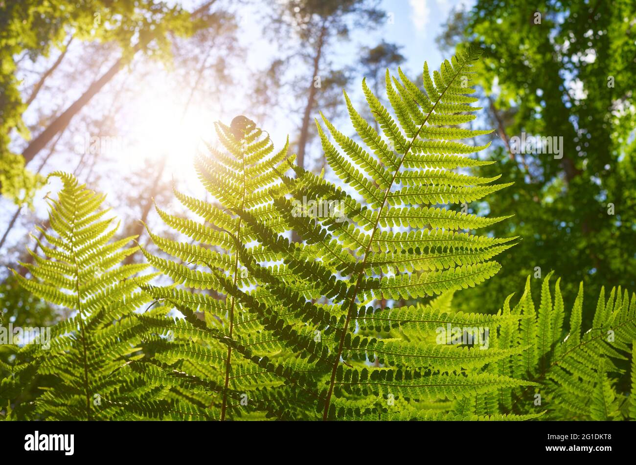 Nahaufnahme des Farns gegen die Sonne, selektiver Fokus. Stockfoto