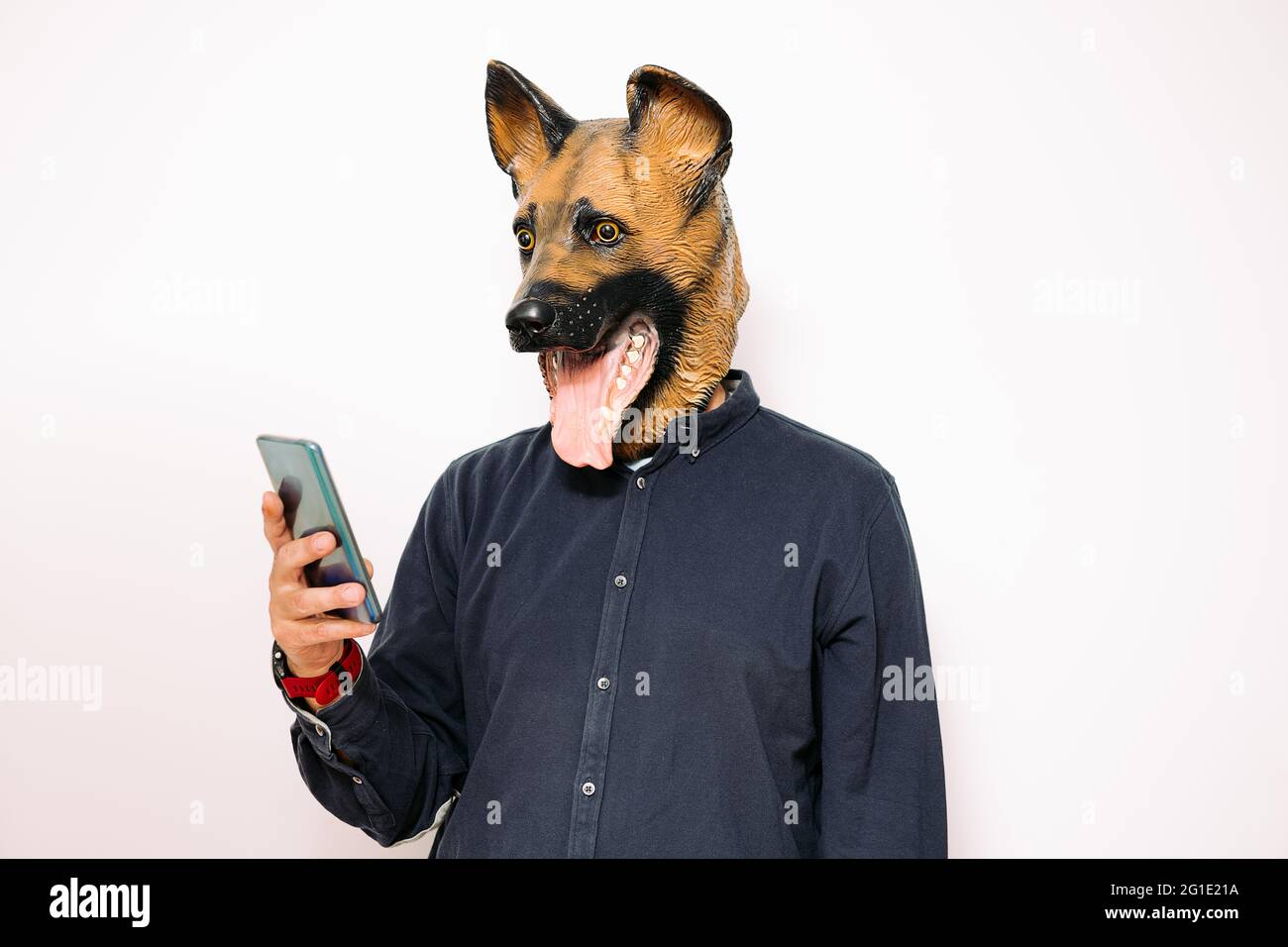 Kostümierter Mann mit einer Hundemaske, der auf sein Mobiltelefon auf weißem Hintergrund blickt Stockfoto