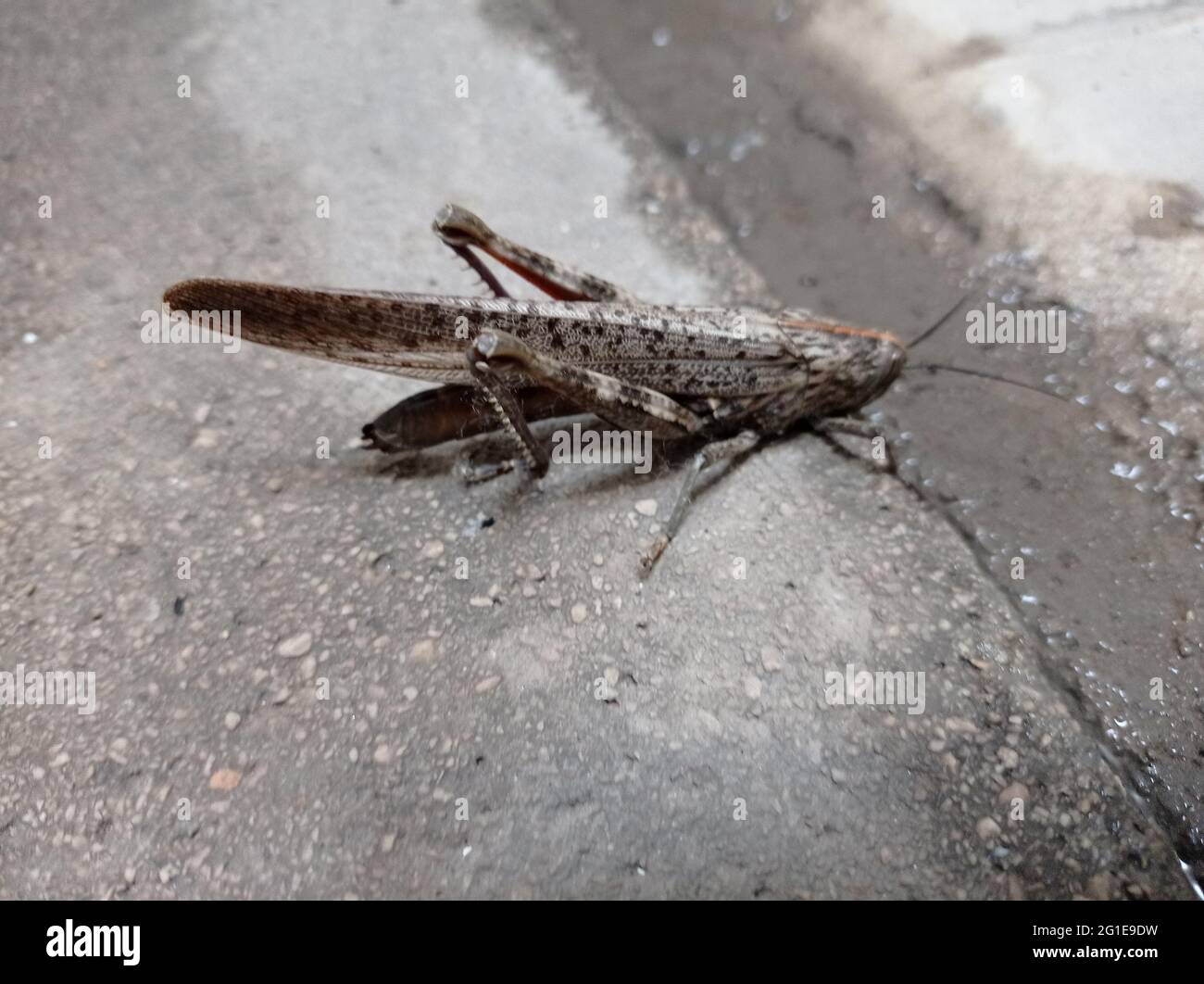 Grasshopper auf dem Boden, in Madrid. Horizontale Fotografie. Stockfoto