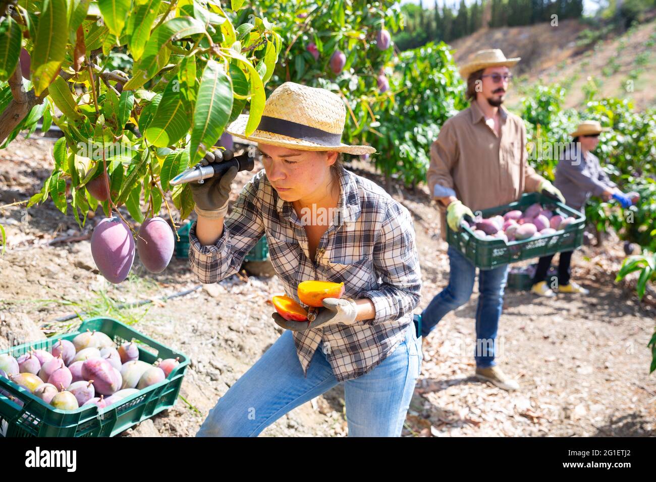 Frau, die mit einem Refraktometer die Zuckermenge in Mangofrüchten überprüft Stockfoto