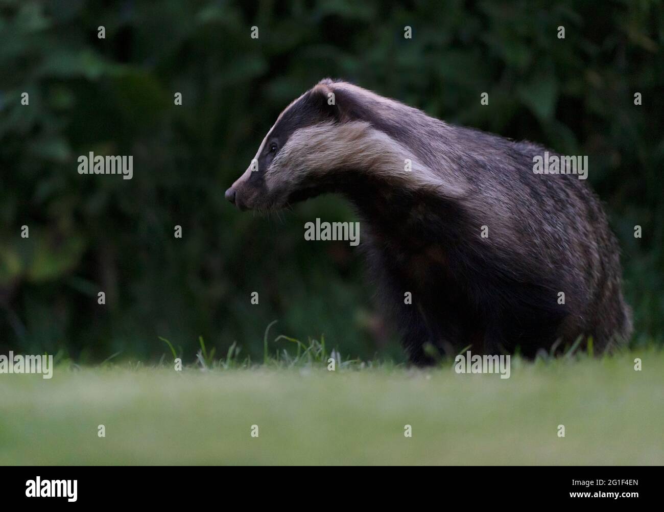 Ein Erwachsener europäischer Dachs (Meles meles) taucht aus seinem Sett zu füttern, Warwickshire Stockfoto