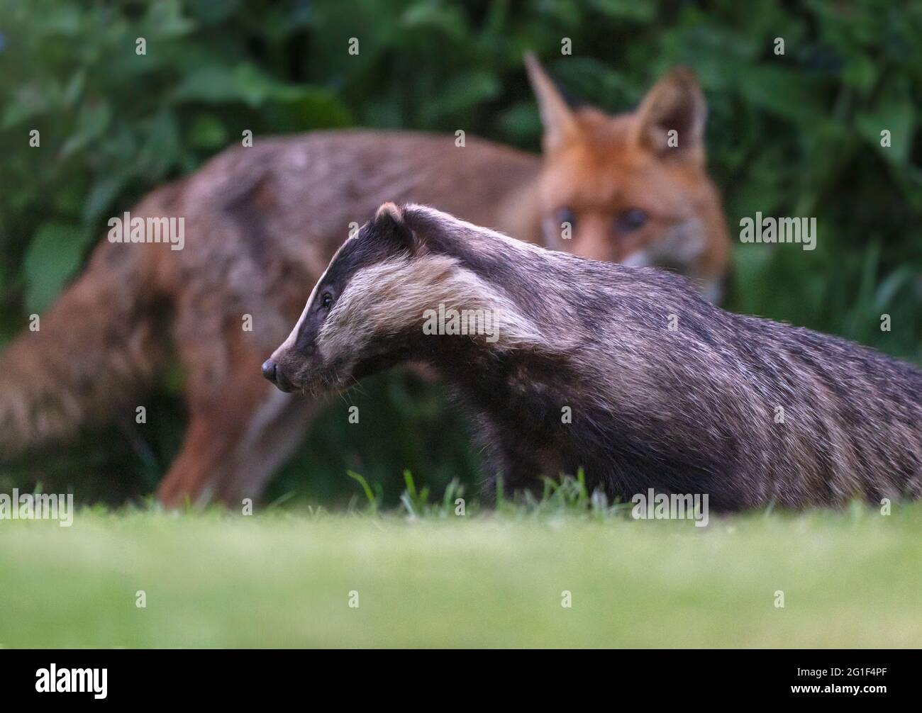Eine wilde Red Fox (Vulpes vulpes) & Dachs (Meles meles) Nahrungssuche am späten Abend, Warwickshire Stockfoto