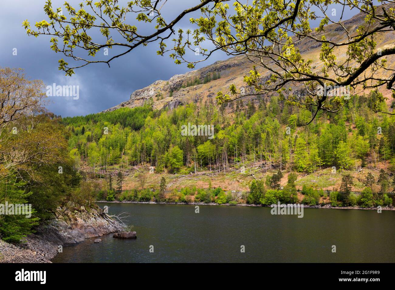 Blick über den Thirlmere Stausee in Richtung Helvellyn Screes, Lake District, England Stockfoto