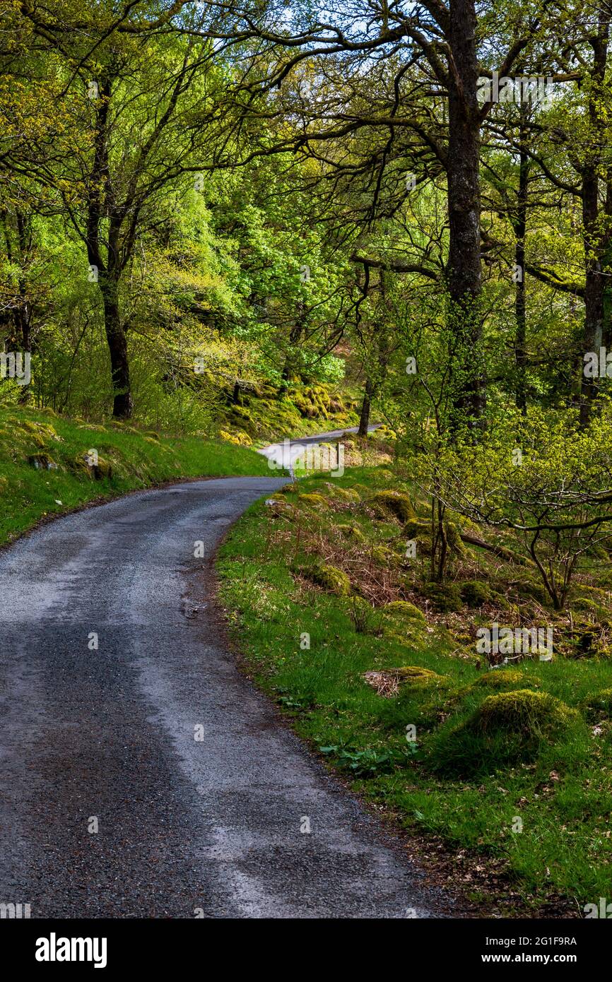 Die Straße durch Ashness Wood nach Watendlath Tarn im Lake District, England Stockfoto
