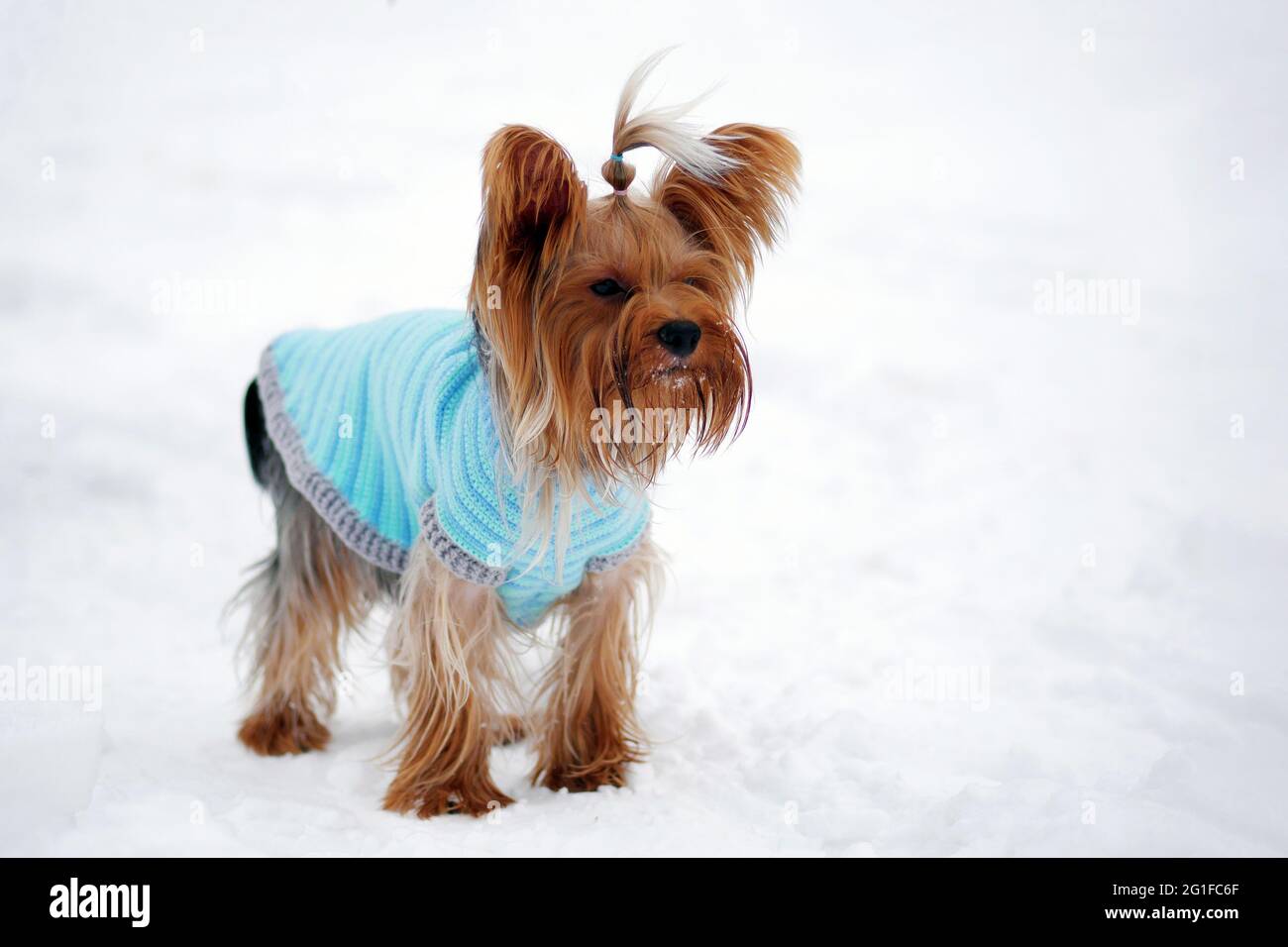 yorkshire Terrier läuft im Winter und trägt einen warmen Strickmantel Stockfoto