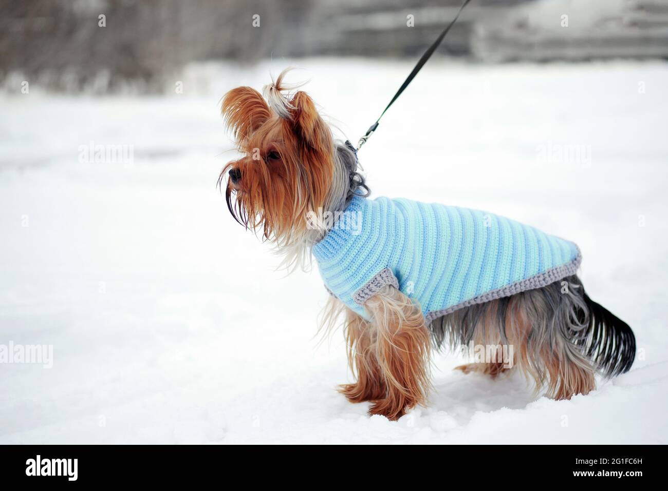 yorkshire Terrier läuft im Winter und trägt einen warmen Strickmantel Stockfoto