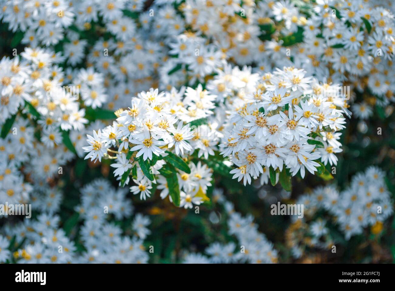 Blühende Gänseblümchen, die zarte Schönheit der Natur Stockfoto