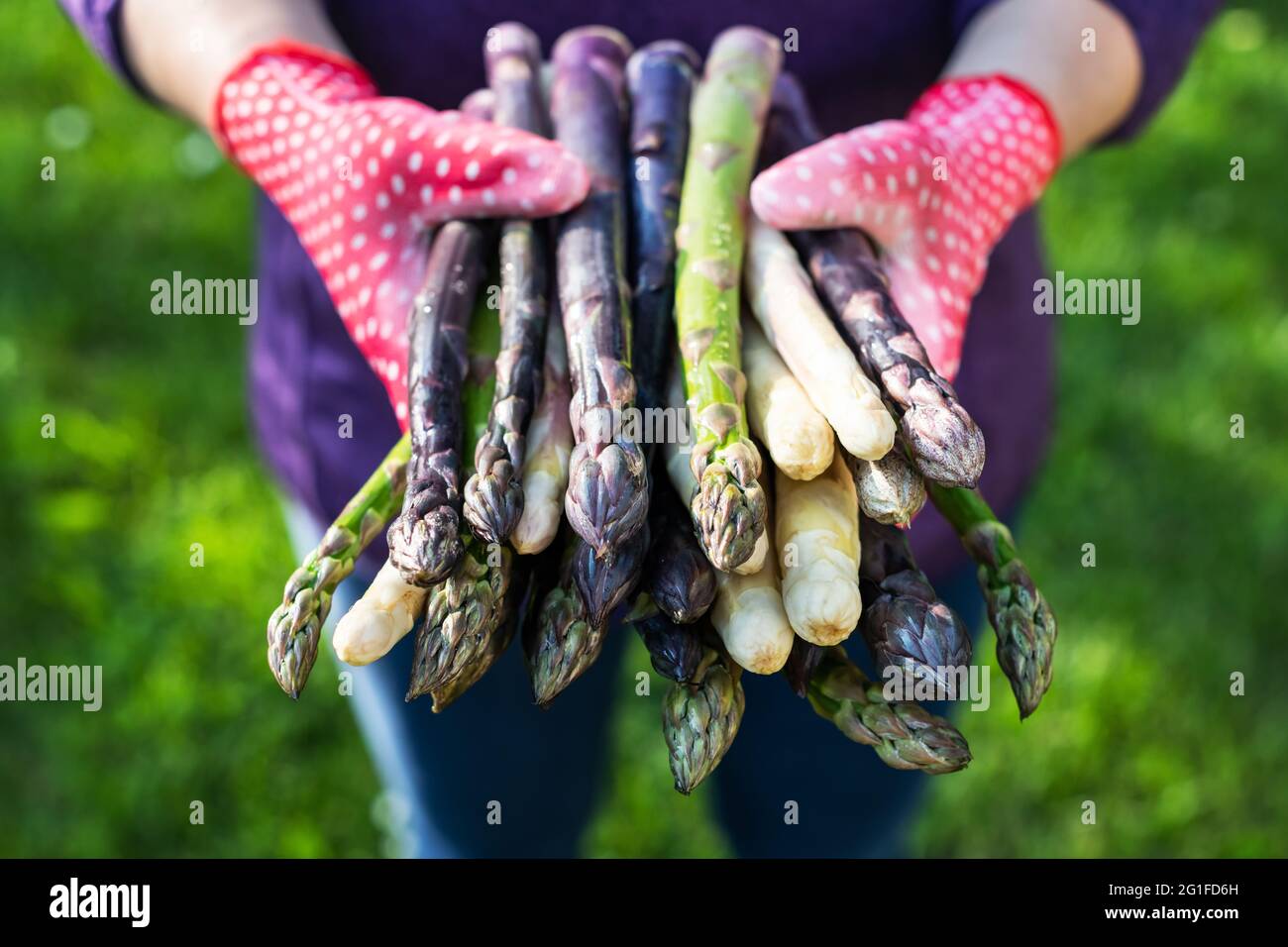 Spargel sprießt in den Händen eines Bauern auf grünem Gras Hintergrund. Frische grüne, violette und weiße Spargelsprossen. Food-Fotografie Stockfoto