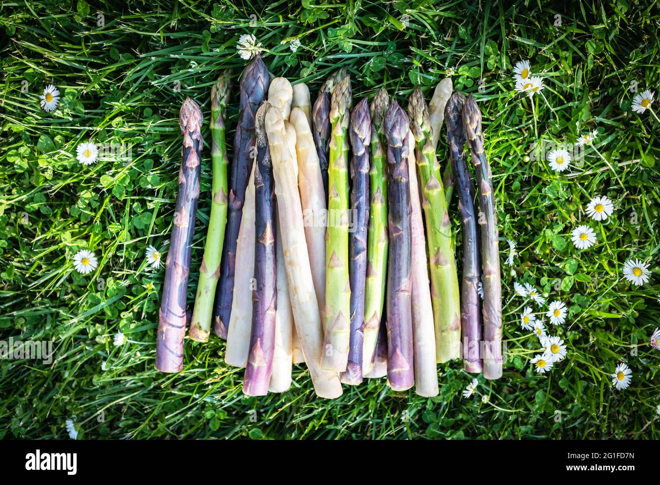 Spargel sprießt auf grünem Gras mit Blumen im Garten. Frische grüne, violette und weiße Spargelsprossen. Food Fotografie Hintergrund Stockfoto