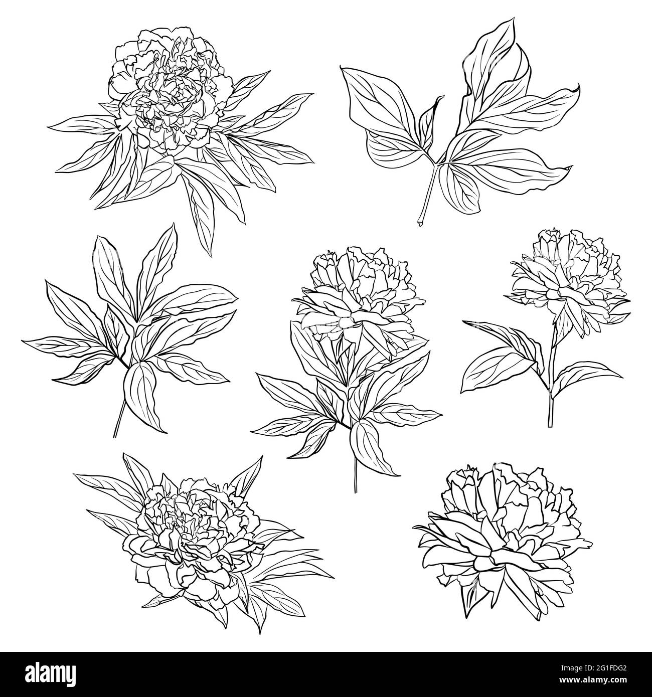 Eine Reihe von Konturzeichnungen von Pfingstrosenblüten und Blättern. Vektor-isoliertes Clipart. Minimales monochromes, handgezeichnetes botanisches Design. Stock Vektor
