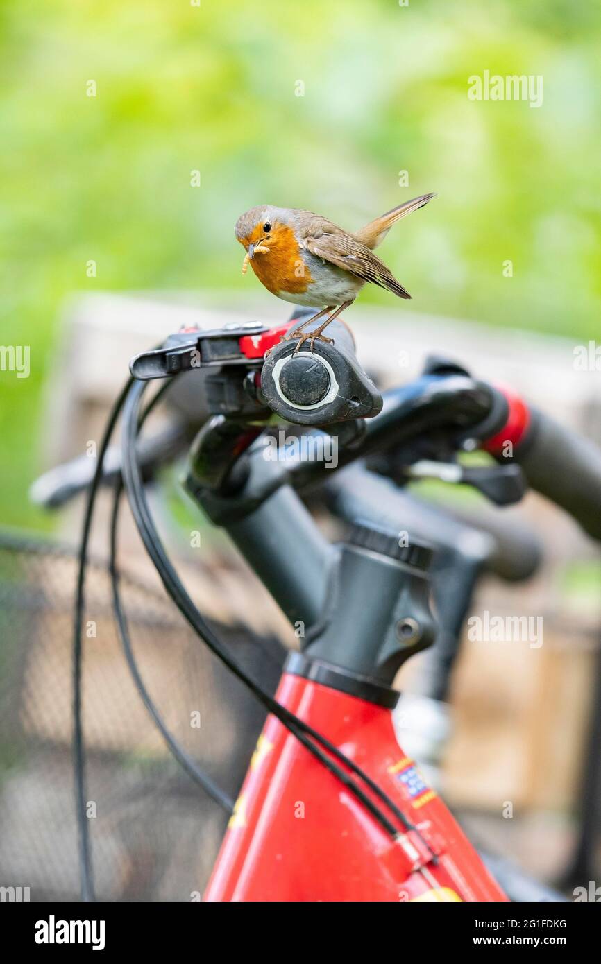 Europäischer Rotkehlchen (Erithacus rubecula) sitzt auf Fahrradlenkern Mountainbike MTB mit Mehlwurm (Tenebrio molitor) im Schnabel, Garten, Sommerfütterung Stockfoto