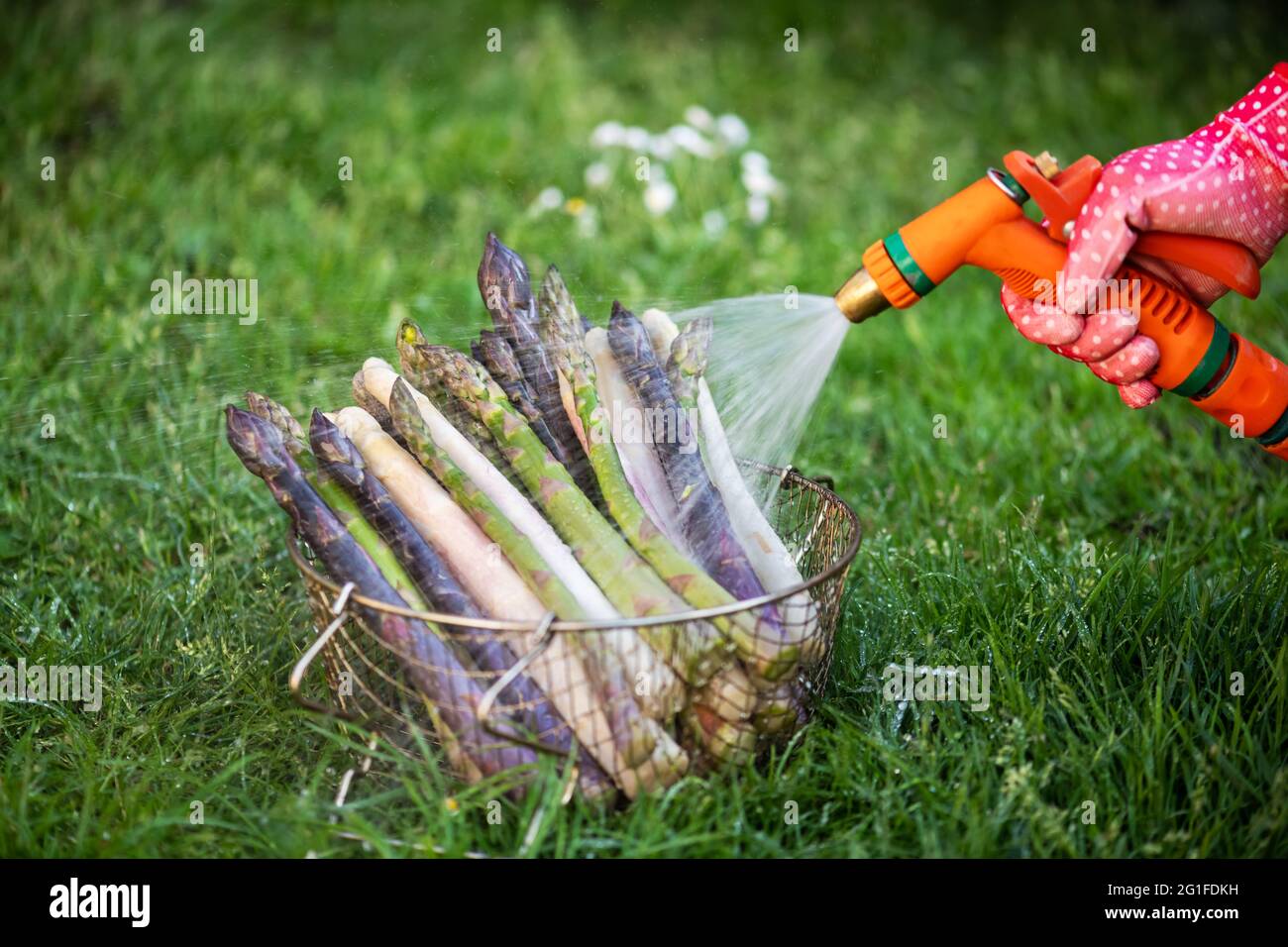 Bauer wäscht Spargelsprossen mit Gartenschlauch. Frische grüne, violette und weiße Spargelsprossen. Food-Fotografie Stockfoto