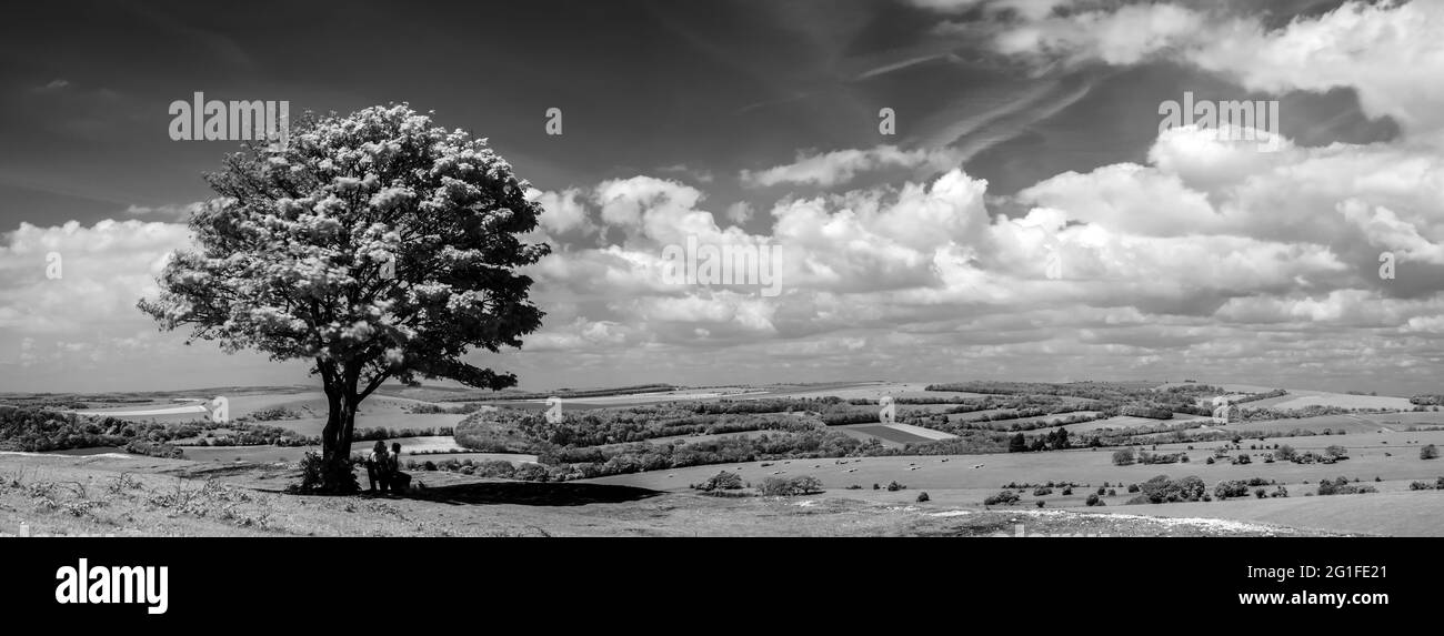 Besichtigung von Tree in Findon, West Sussex, South Downs Stockfoto
