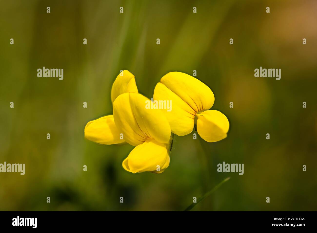 Lotus corniculatus, ein gewöhnlicher Vogelfuß-Trefoil, blüht im späten Frühjahr bis zum Frühsommer in einem Garten in Surrey, Südostengland Stockfoto