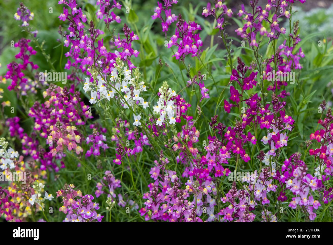 Gemischte Farben der jährlichen Einstreu-Pflanze Linaria maroccana, Linaria 'Northern Lights' blüht im späten Frühjahr bis zum Frühsommer in einem Garten in Surrey Stockfoto