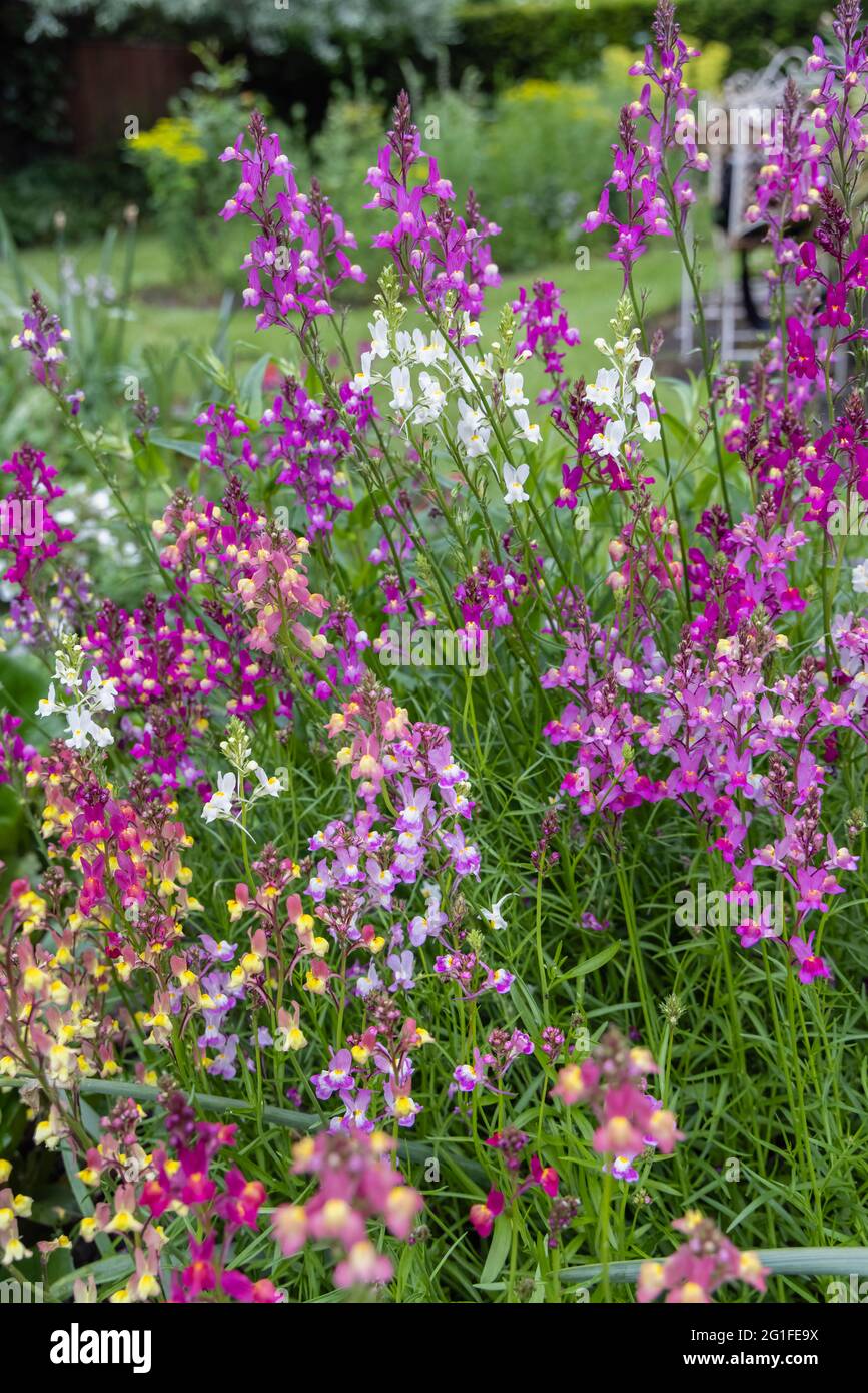 Gemischte Farben der jährlichen Einstreu-Pflanze Linaria maroccana, Linaria 'Northern Lights' blüht im späten Frühjahr bis zum Frühsommer in einem Garten in Surrey Stockfoto