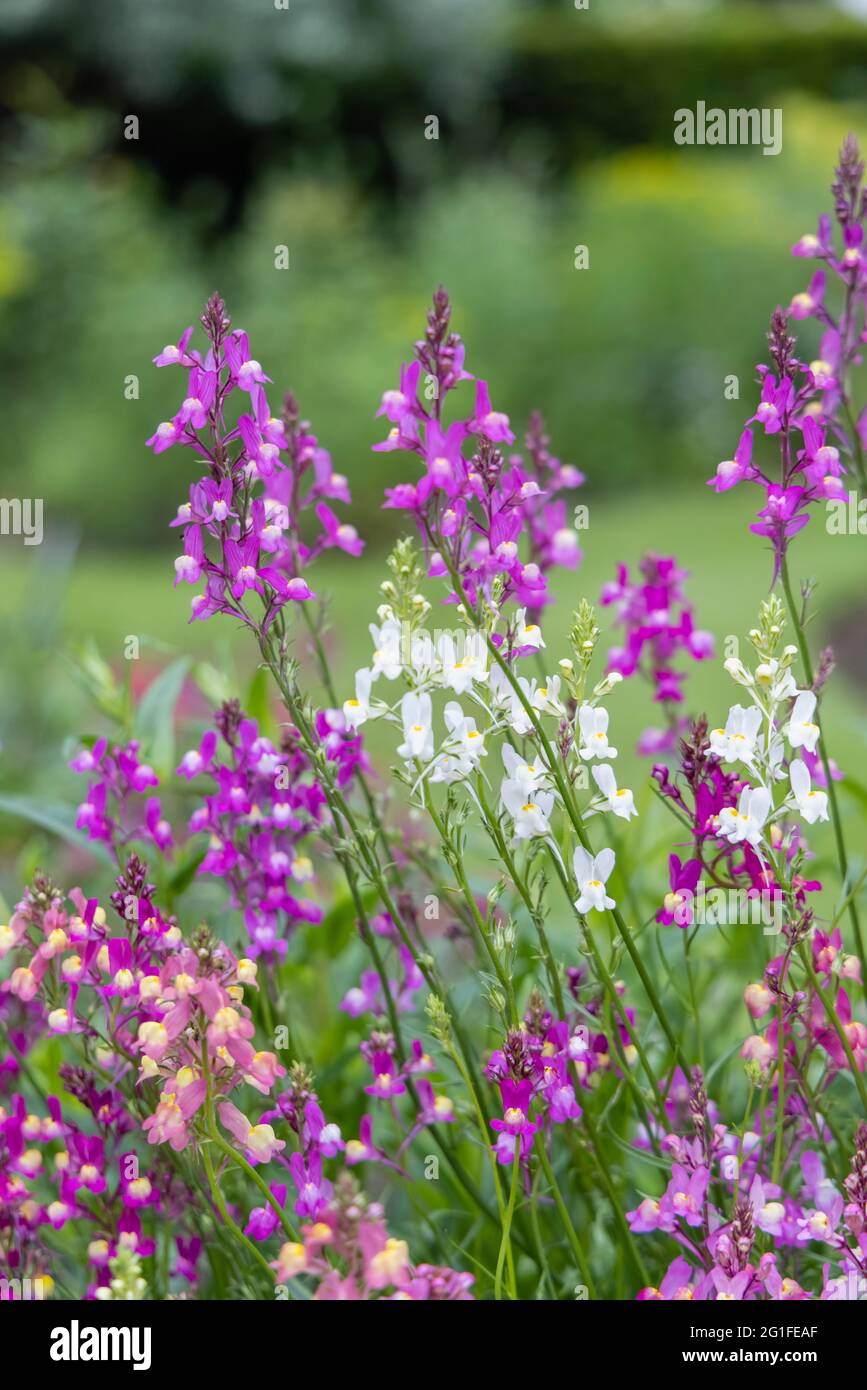 Gemischte Farben der jährlichen Einstreu-Pflanze Linaria maroccana, Linaria 'Northern Lights' blüht im späten Frühjahr bis zum Frühsommer in einem Garten in Surrey Stockfoto