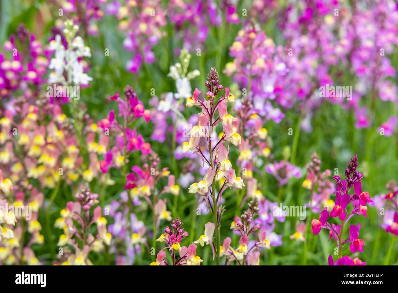 Gemischte Farben der jährlichen Einstreu-Pflanze Linaria maroccana, Linaria 'Northern Lights' blüht im späten Frühjahr bis zum Frühsommer in einem Garten in Surrey Stockfoto