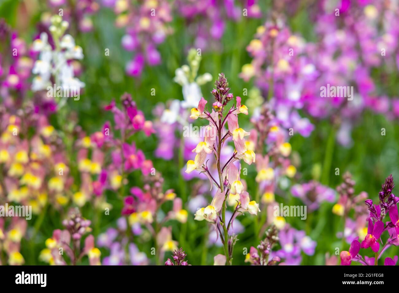 Gemischte Farben der jährlichen Einstreu-Pflanze Linaria maroccana, Linaria 'Northern Lights' blüht im späten Frühjahr bis zum Frühsommer in einem Garten in Surrey Stockfoto