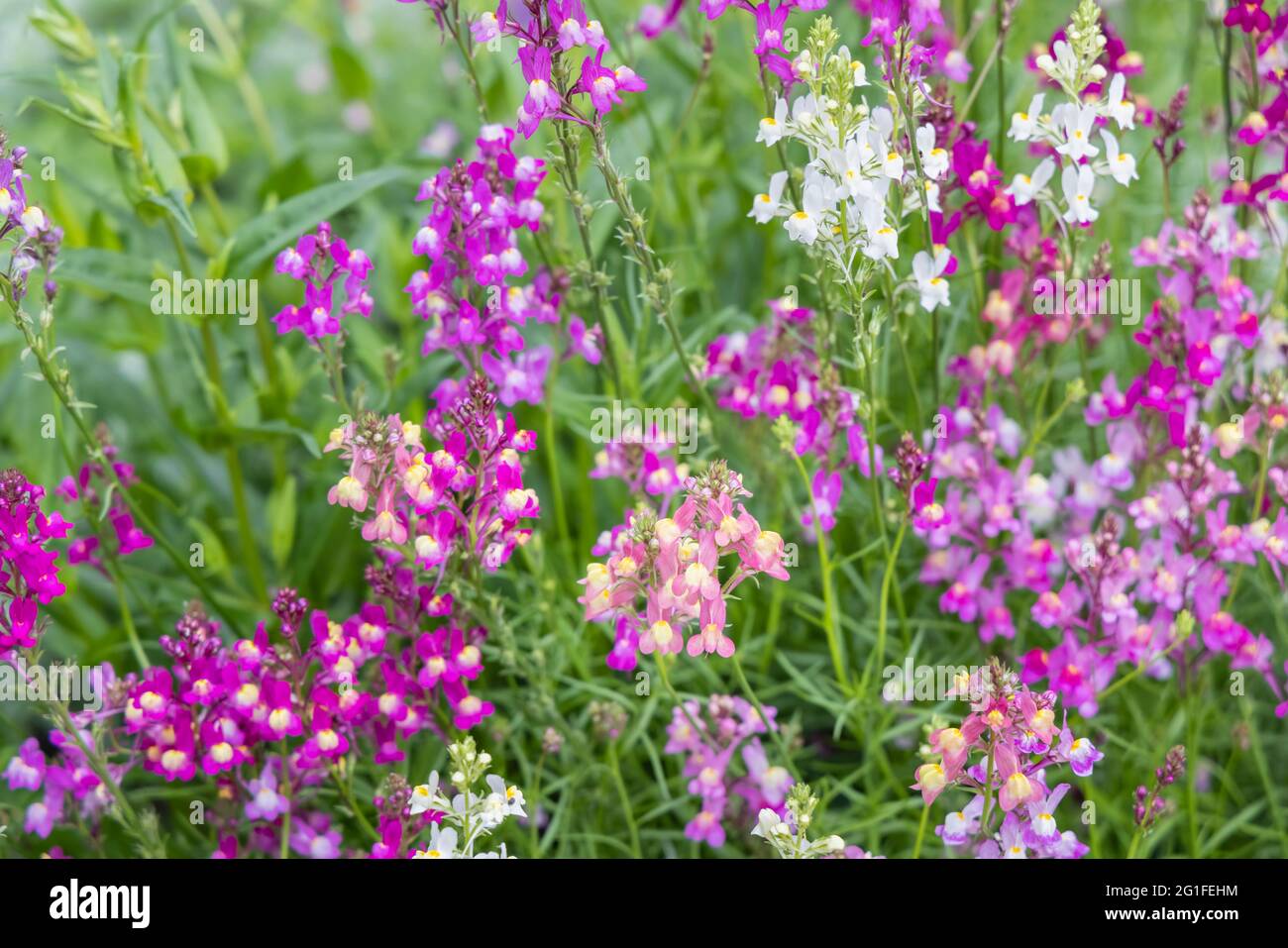 Gemischte Farben der jährlichen Einstreu-Pflanze Linaria maroccana, Linaria 'Northern Lights' blüht im späten Frühjahr bis zum Frühsommer in einem Garten in Surrey Stockfoto
