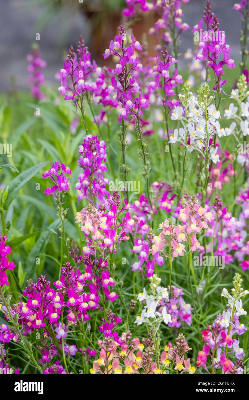 Gemischte Farben der jährlichen Einstreu-Pflanze Linaria maroccana, Linaria 'Northern Lights' blüht im späten Frühjahr bis zum Frühsommer in einem Garten in Surrey Stockfoto
