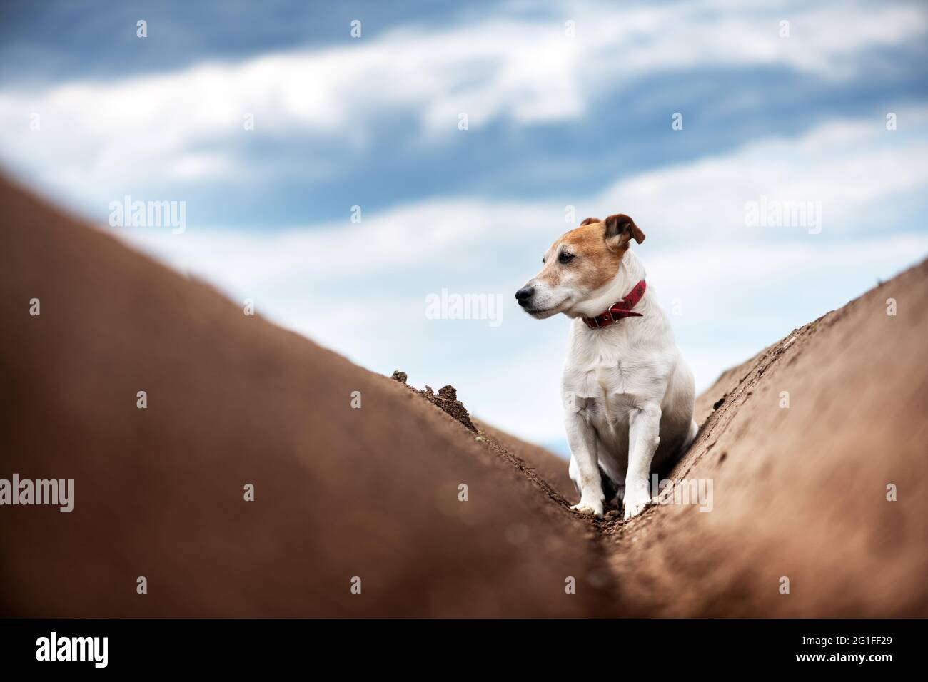 Jack russel Terrier zwischen den Bodenreihen vor dem Pflanzen auf gepflügt Landwirtschaftliche Felder für die Pflanzung von Pflanzen im Frühjahr vorbereitet Stockfoto