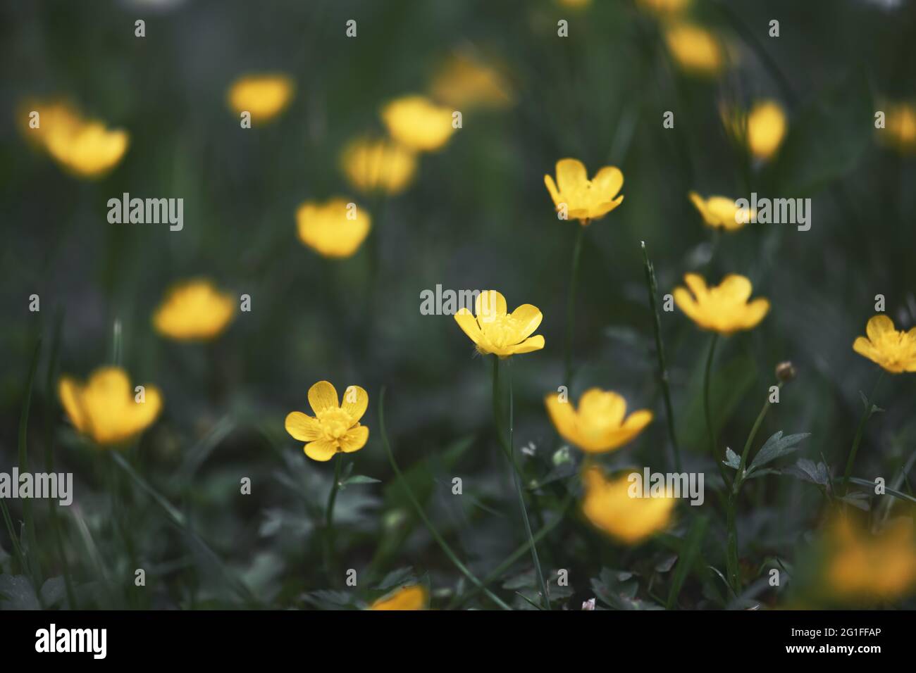 Nahaufnahme von gelben Wildblumen auf verschwommenem grünen Hintergrund. Natürliche Blumenlandschaft, Ökologie Titelblatt Konzept Stockfoto