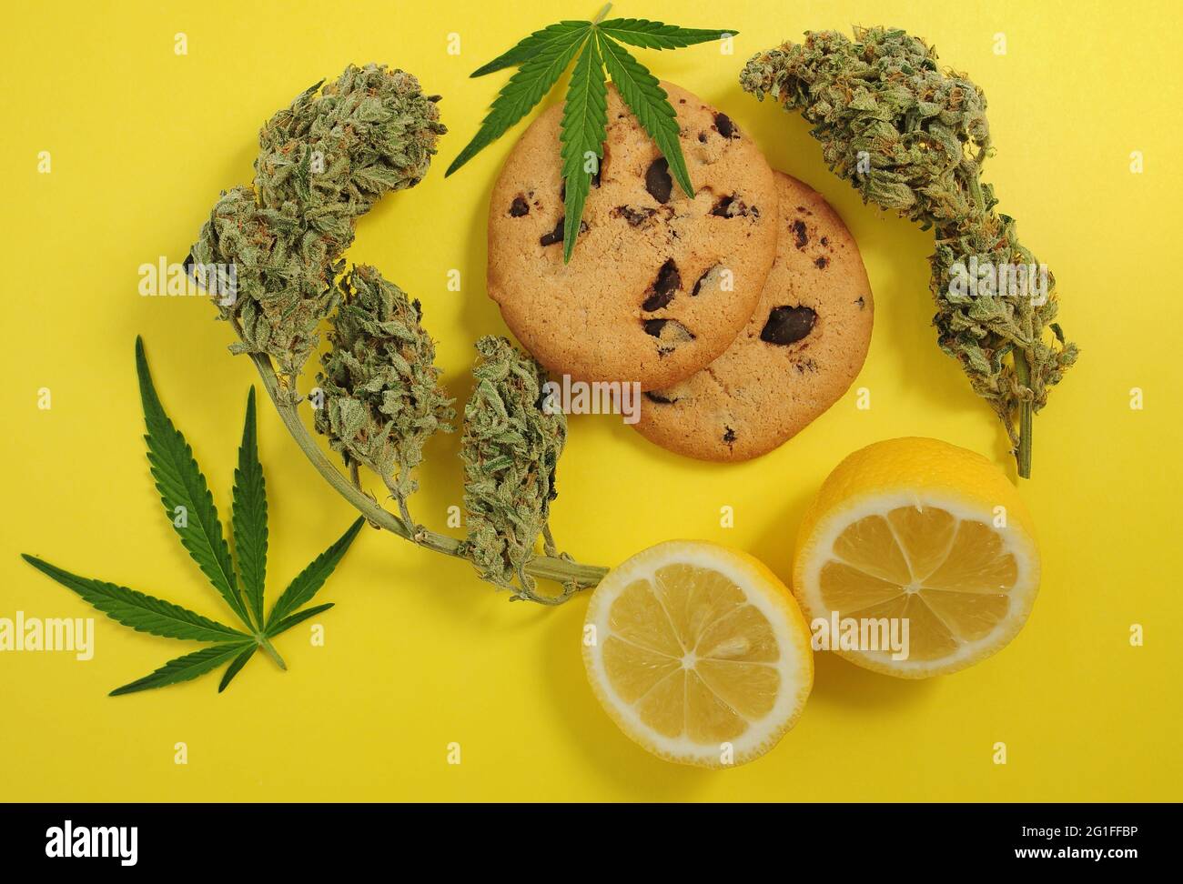 Cannabis-Esswaren. Schokoladenkekse mit CBD-Öl. Marihuanaknospen mit Zitronengeschmack auf gelbem Hintergrund. Cannabisblätter und -Blumen isoliert aus der Nähe Stockfoto