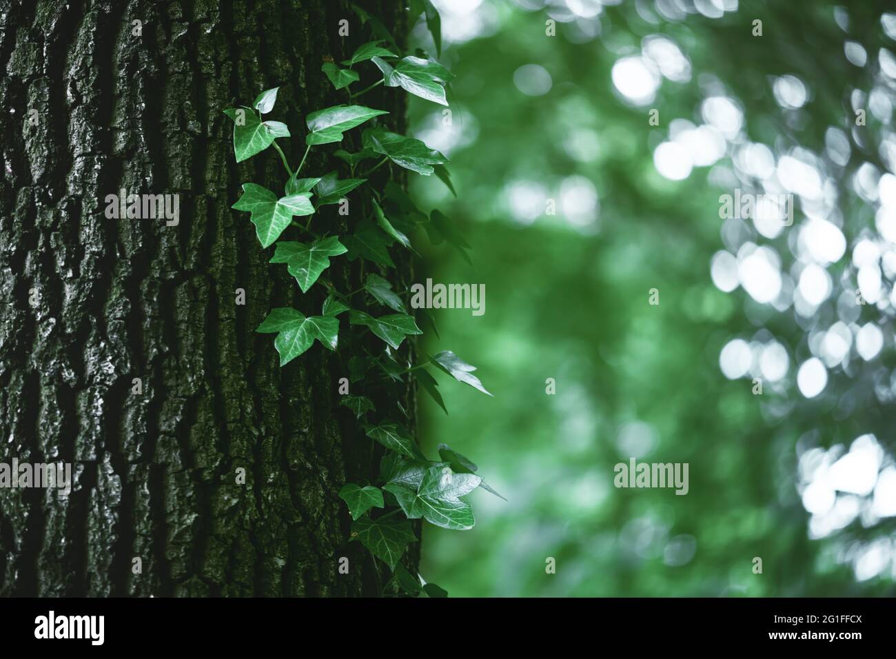 Ein Fragment eines Baumstammes mit grauer Rinde, bedeckt mit Reben saftiger grüner Efeu-Blätter. Natürlicher und organischer Hintergrund. Stockfoto