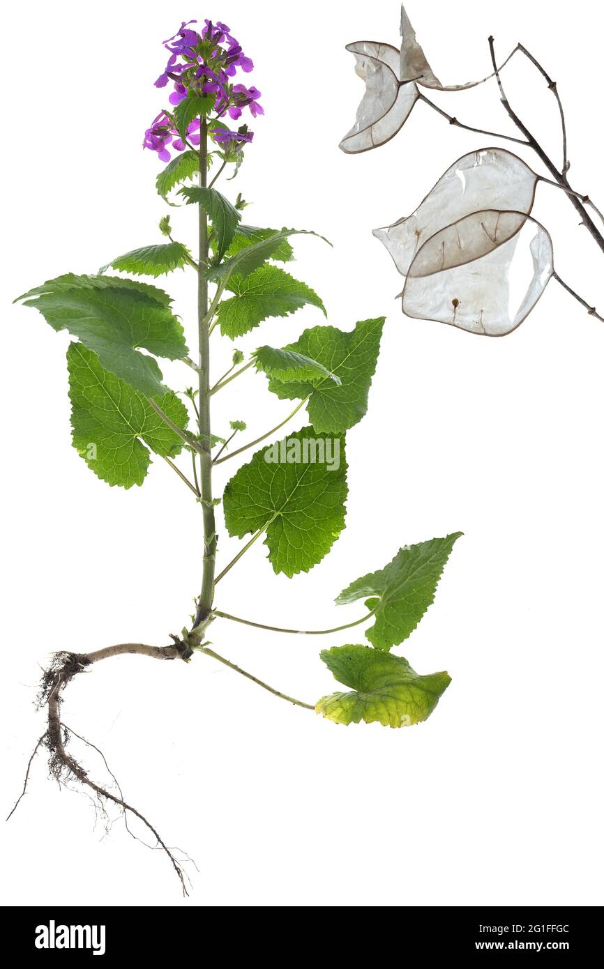 Jährliche Ehrlichkeit (Lunaria annua) auf weißem Grund, Deutschland Stockfoto