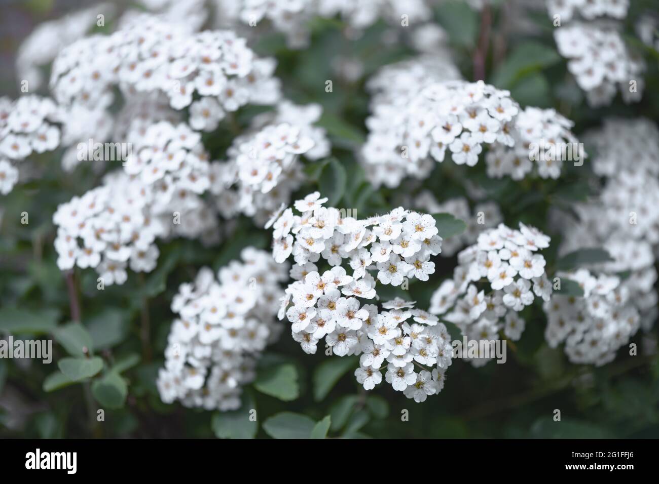 Weiße Blüten auf grünen Buschbüchsen aus der Nähe. Grüne Mauer im Garten. Gartenarbeit Hintergrund Stockfoto