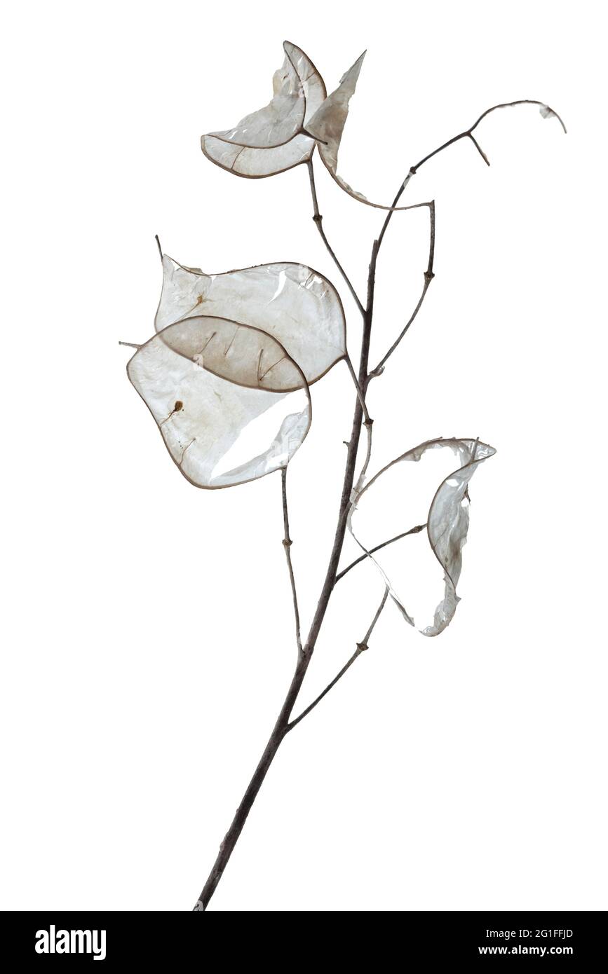 Einjähriges Silberblatt (Lunaria) annua9 nach der Blüte auf weißem Grund, Deutschland Stockfoto