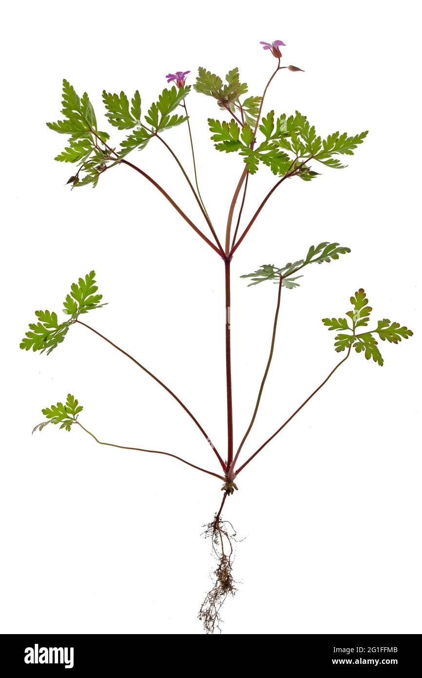 Ruprechtskraut oder stinkender Kranichschnabel (Geranium robertianum) auf weißem Grund, Studiobild, Deutschland Stockfoto