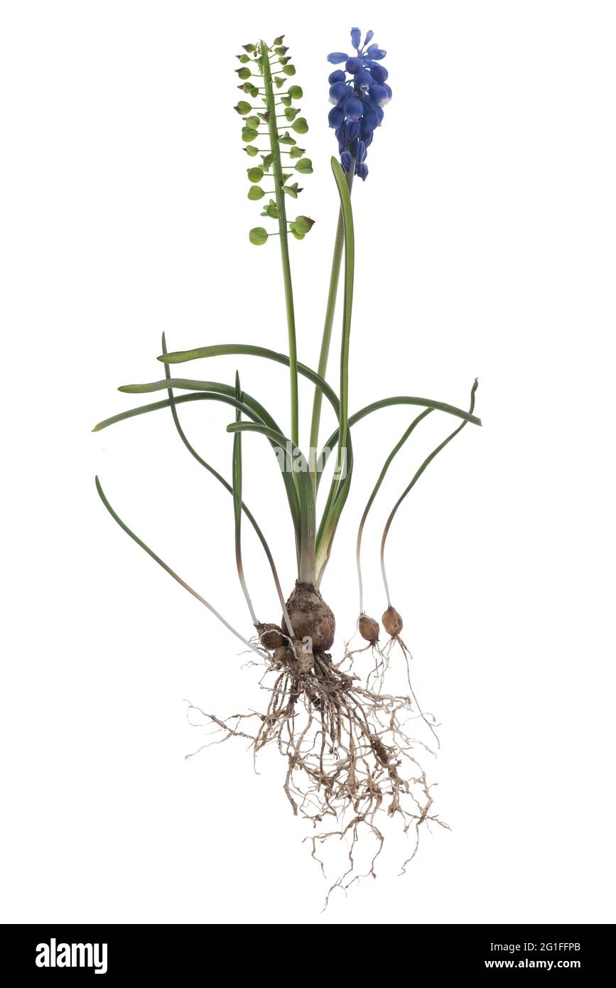 Blume und Samen der Traubenhyazinthe (Muscari) auf weißem Hintergrund,  Studiofoto, Deutschland Stockfotografie - Alamy