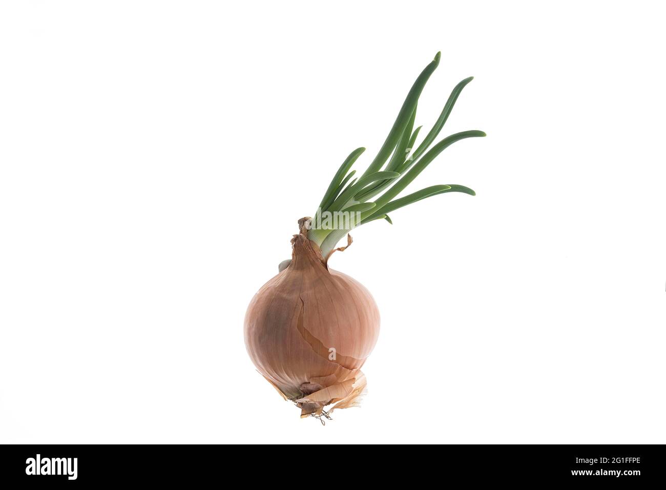 Keimende Zwiebel (Allium cepa) auf weißem Hintergrund, Studioaufnahme, Deutschland Stockfoto
