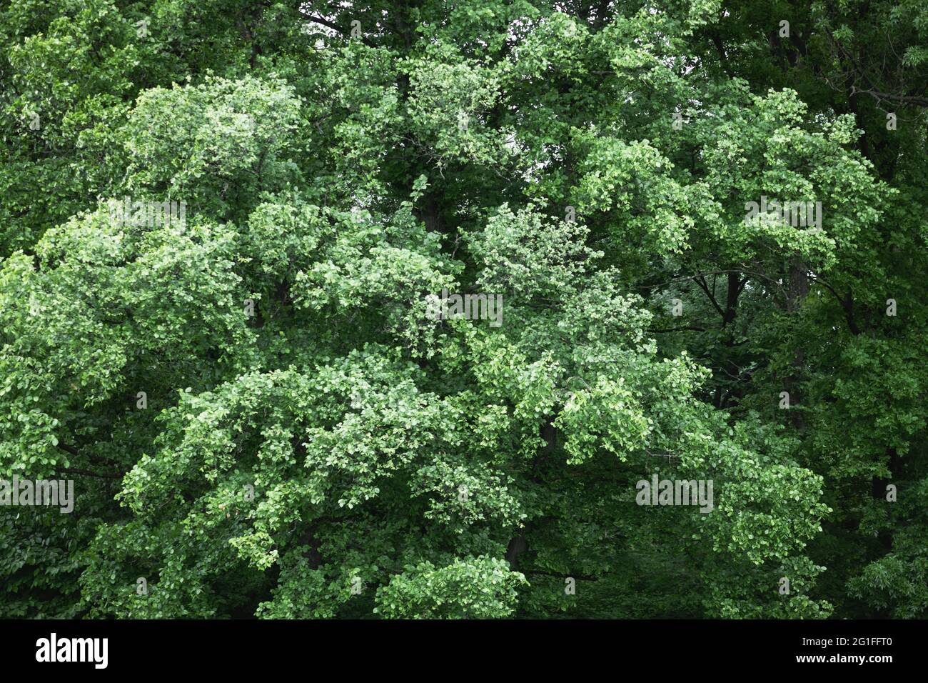 Antenne drone Foto auf magische Sommer Wald. Natur Hintergrund. Landschaftsfotografie Stockfoto