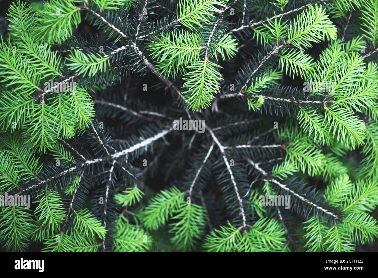 Nahaufnahme von grünen Fichtennadeln auf Frühlingszweigen im Wald. Copyspace machen Verwendung als natürliche grüne Pflanzen und Ökologie Hintergrund Stockfoto