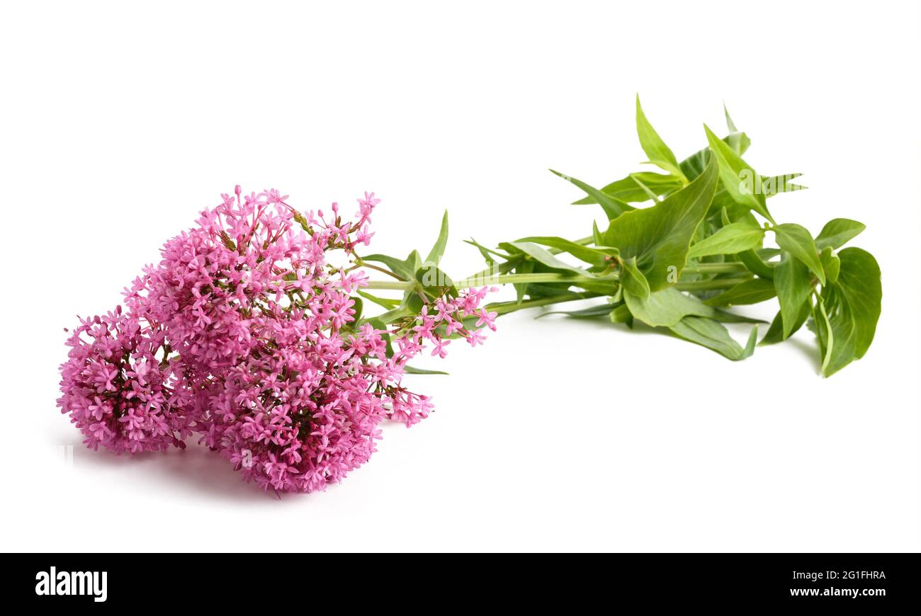 Rote Baldrian Blumen auf weißem Hintergrund Stockfoto